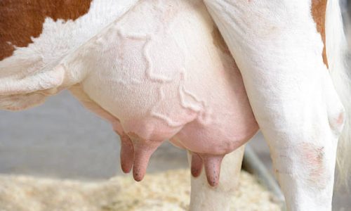 cow udder